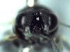 Brachymeria sp.